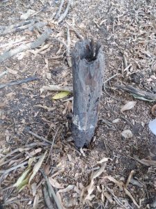 Lieu o&ugrave; Montant San&eacute;, fils a&icirc;n&eacute; de Djank&eacute; Wali san&eacute; fut inhum&eacute;&copy; Photo NTM