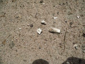 Restes d'os &copy; Photo NTM